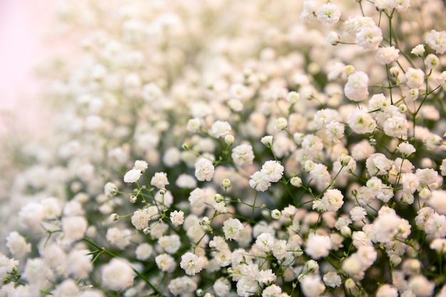 Bush with white little flowers close up