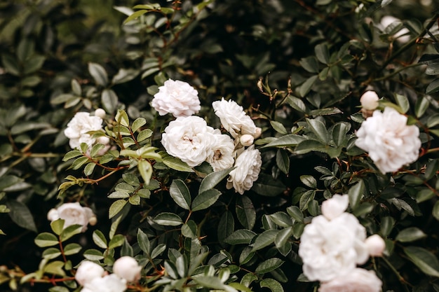 Photo bush with white roses in bloom in a garden