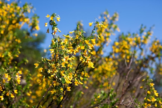 A bush with yellow flowers in the foreground and a blue sky in the background.