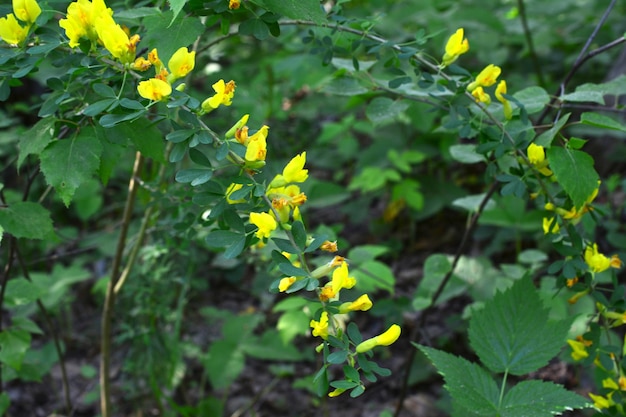 黄色い花と緑の葉の壁紙の茂み