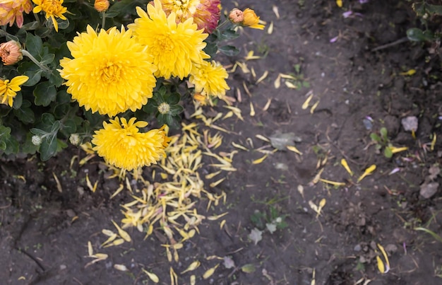 A bush of yellow chrysanthemums with petals fallen on the ground