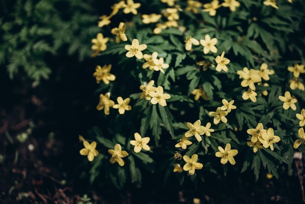 A bush of yellow flowers with the word primrose on it