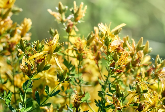 Bush of yellow Hypericum perforatum