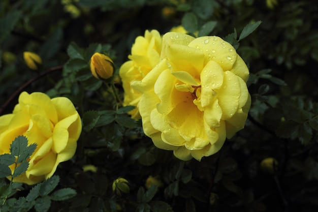 Bush yellow tea rose soft focus