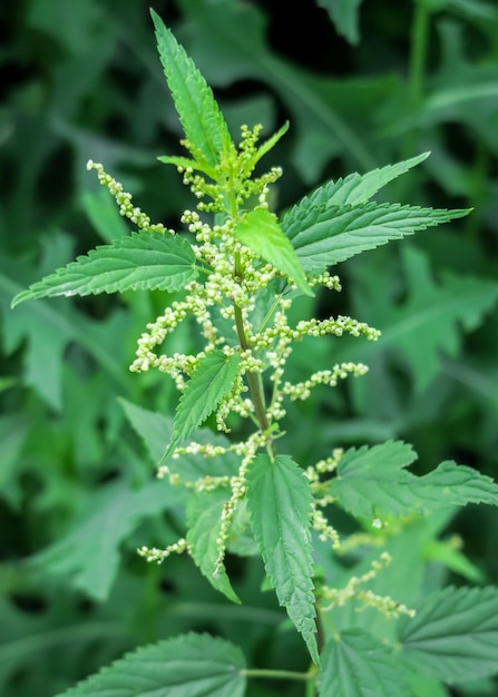 bush of young green nettle grows in the garden