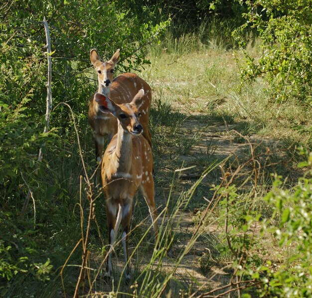 Photo bushbucks