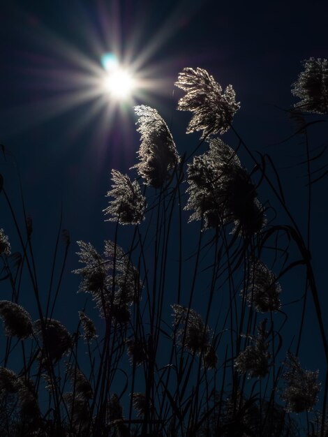 bushes and backlit sun