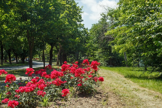 Bushes of beautiful red roses