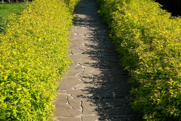 Bushes on black stone at the garden