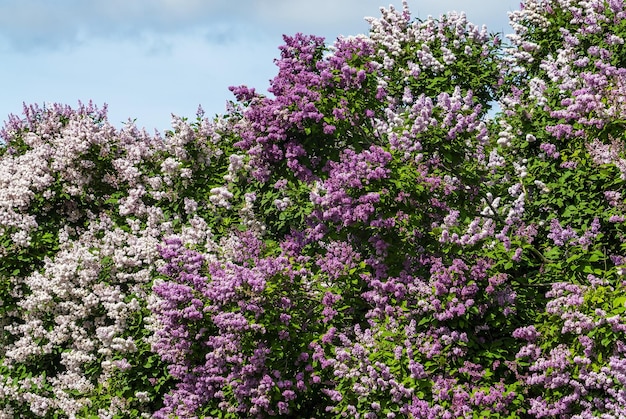 Bushes of blooming lilac against the blue sky