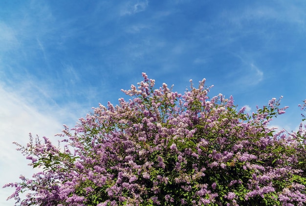 Bushes of blooming lilac against the blue sky