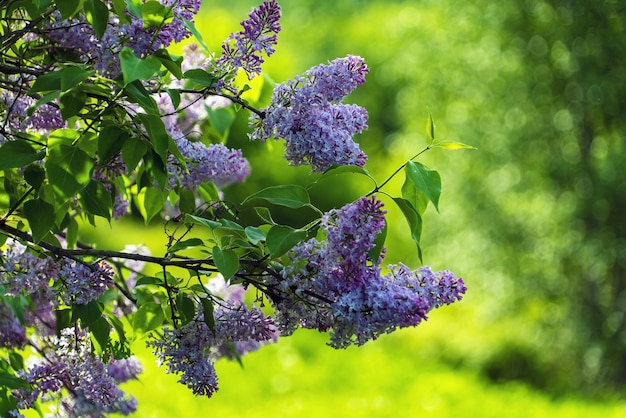 緑の背景に咲くライラックの茂み