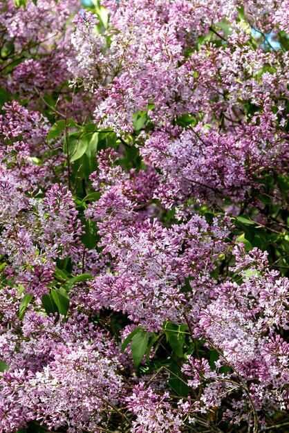 庭で春に咲くライラックの茂み