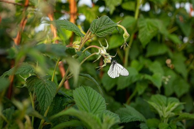 Bushes of blooming raspberries. The butterfly is sitting