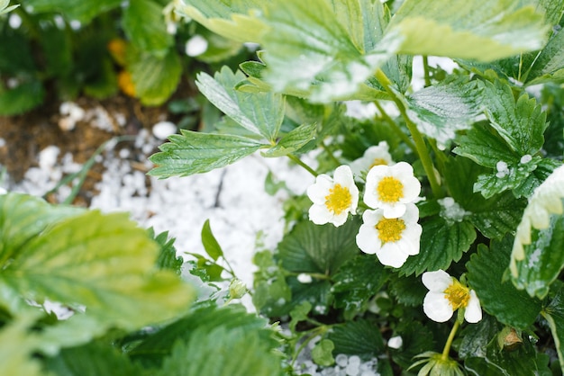 夏の雹で覆われた咲くイチゴの茂み