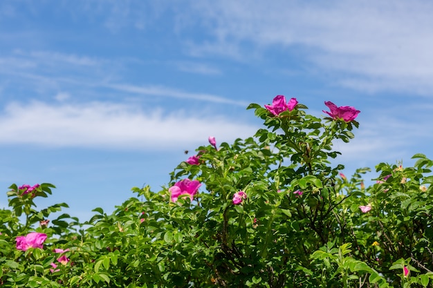 bushes of blossoming briar and a blue sky