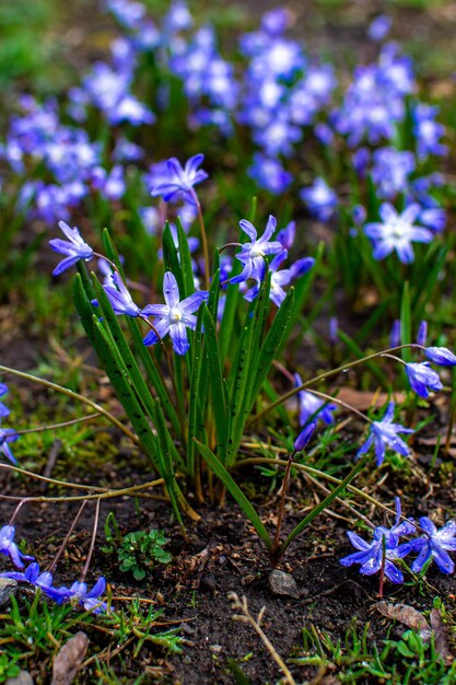 Bushes of blue weeds in a flowerbed in early spring