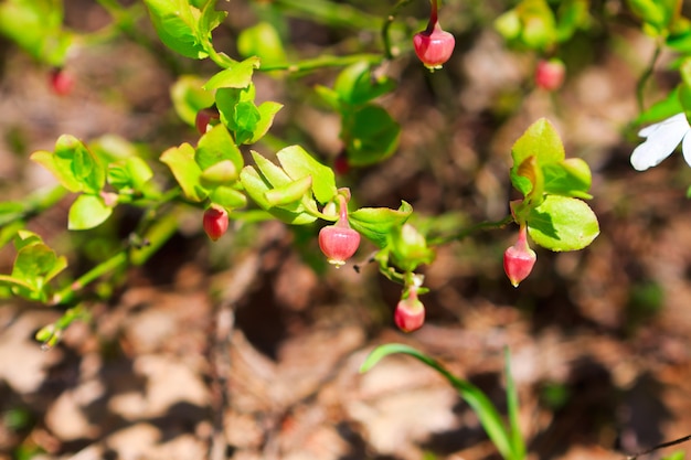 Bushes of blueberries in the woods