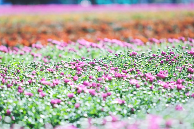 Bushes of burgundy chrysanthemums garden or park outdoor.