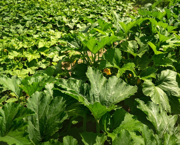 Bushes of cucumbers and zucchini growing in the garden in summer