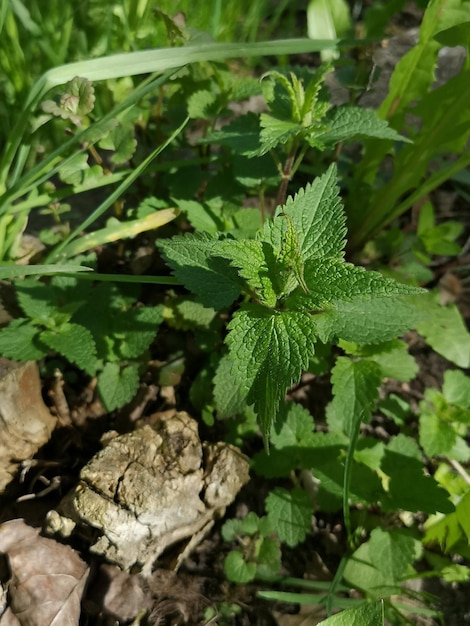 Foto cespugli di orticelle sorde di agnello bianco tra il verde