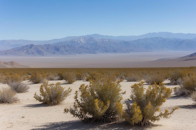 Bushes in the desert of death valley california