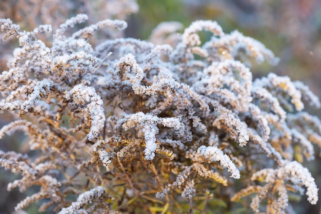 Bushes of flowers in hoarfrost Selective focus