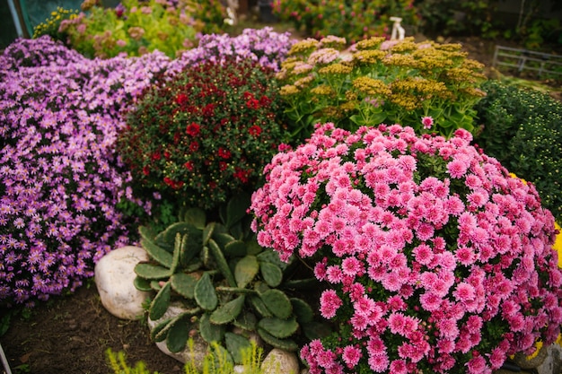 Cespugli di fiori da giardino crescono in un'aiuola con un cespuglio soffice. bellissimo sfondo autunnale. trama naturale. decorazione del cortile.