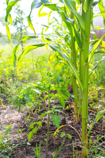 成長するトマトの茂みトウモロコシ植物の共生と一緒に成長するトマト