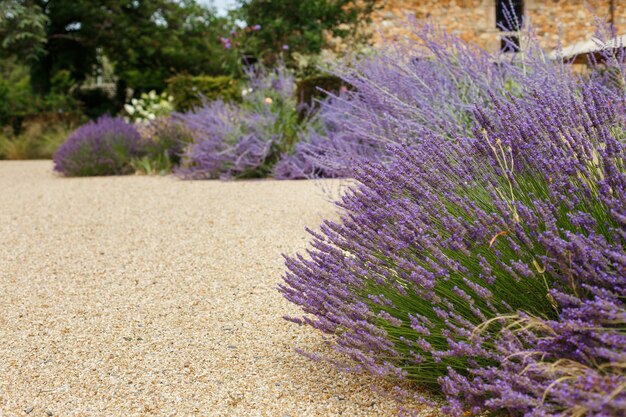Bushes of lavender flowers above pebbles. Beautiful blooming in garden. Landscape garden design