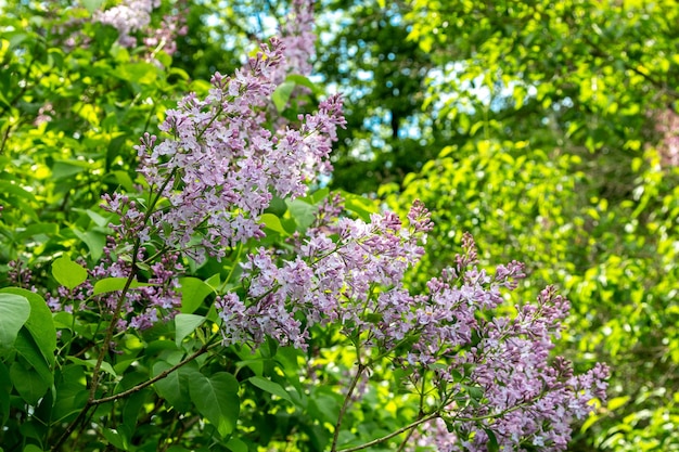 写真 庭で春に咲くライラックの茂み