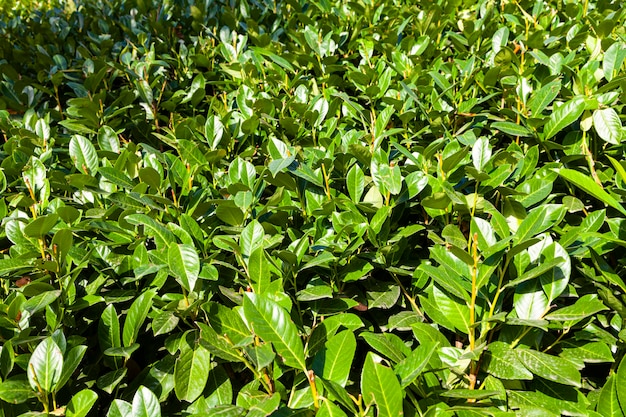 Bushes in the park. Close up of hedges.