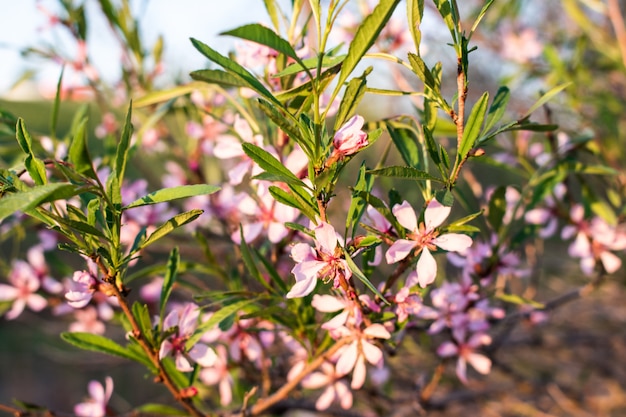 Bushes of pink flowers