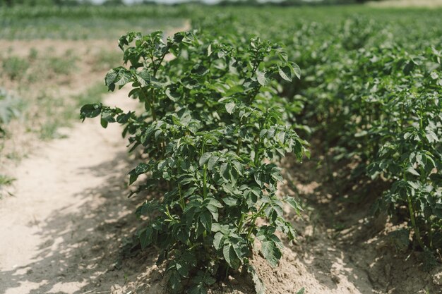 Bushes of potatoes on the field early eco food potato with flowers Agriculture scene