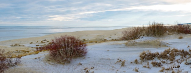 bushes on sand dunes by the sea in winter on a cloudy day