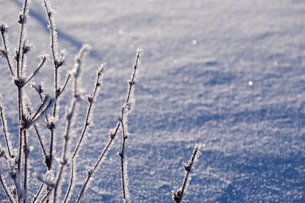 雪の中の茂み