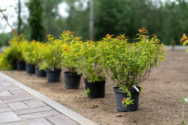 Bushes in tubs prepared for landscaping the garden in the background