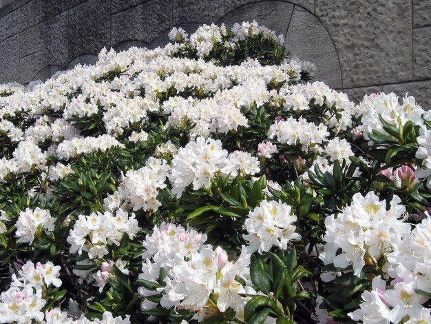 Bushes van witte rhododendron bloemen bij de muur in de tuin