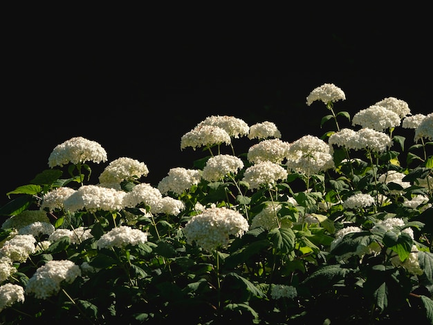 Кусты белой гортензии конусовидной формы на темном фоне в саду.
