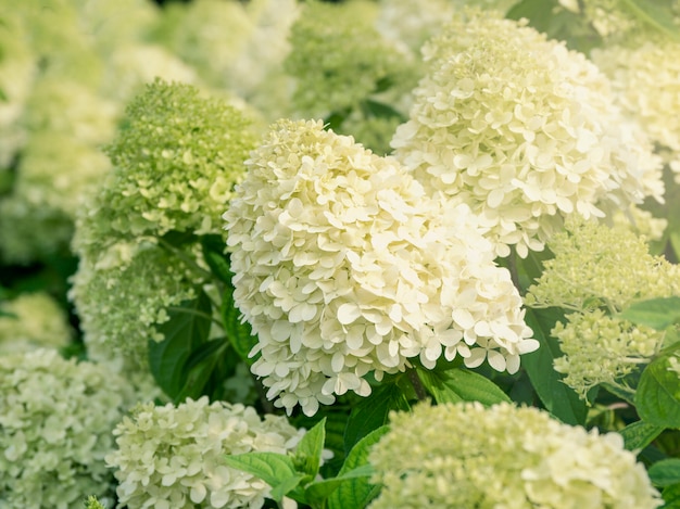 Bushes of a white cone-shaped hydrangea in the garden, close up