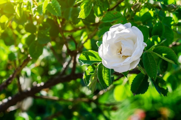 Bushes of a white rose in the light of the evening sun