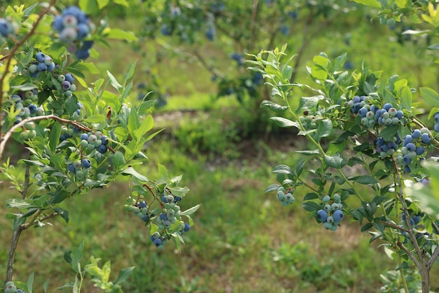 Photo bushes of wild blueberry with berries growing outdoors