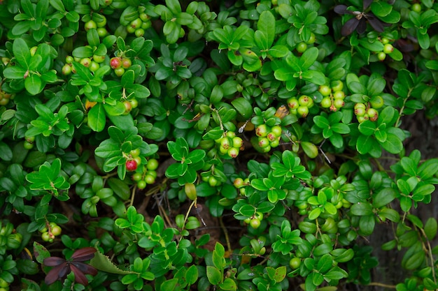 Bushes of wild cowberry with ripening berries in the forest