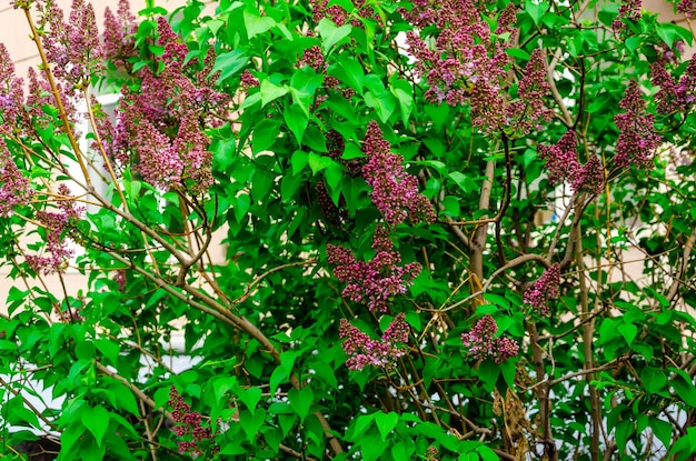 夏の日にライラックの茂み。