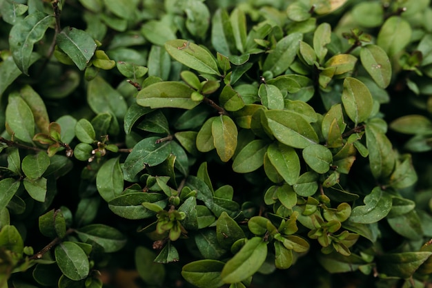 Bushes with small green leaves