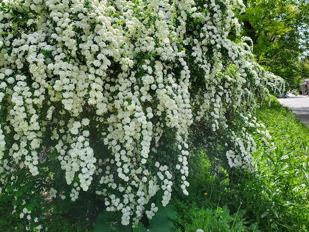 봄에 피는 흰 꽃 다발이 있는 덤불