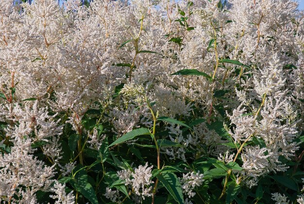 Bushes with white flowers on a summer day