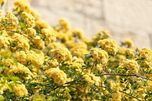 Bushes of yellow flowers on the background of a stone wall for the background