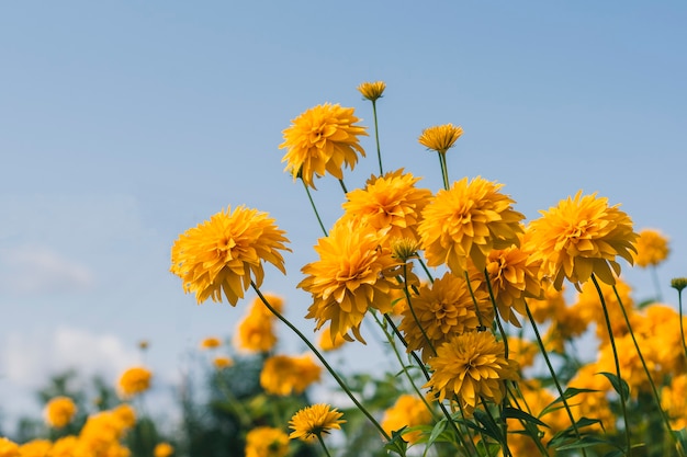 Bushes of yellow heliopsis flowers stretch towards the sun. Against the blue sky.