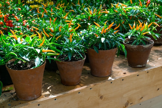 Bushes of yellow peppers in the pots on the market